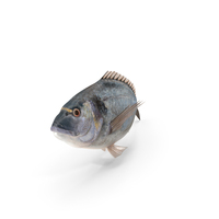 Gilt head Sea Bream Fish Swimming PNG & PSD Images