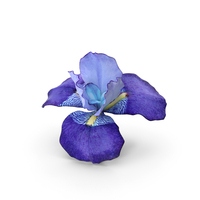 Iris Blue PNG & PSD Images