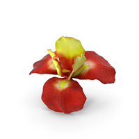 Iris Red PNG & PSD Images