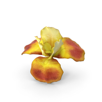 Iris Yellow PNG & PSD Images