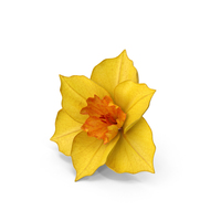 Narcissus Orange PNG & PSD Images