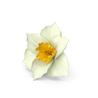 Narcissus White PNG & PSD Images