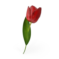 Tulip Red PNG & PSD Images