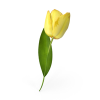 Tulip Yellow PNG & PSD Images