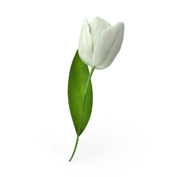 Tulip White PNG & PSD Images