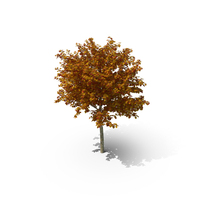 Autumn Cockpur Hawthorn Small With Berries PNG & PSD Images
