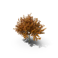 Autumn Cockpur Hawthorn with Berries PNG & PSD Images