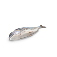 Caught Gilt Head Bream Fish Lying PNG & PSD Images