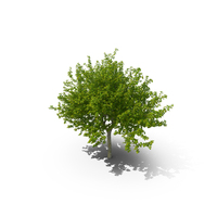 Cockspur Hawthorn PNG & PSD Images