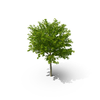 Cockspur Hawthorn Small PNG & PSD Images