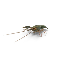 Grey Crayfish PNG & PSD Images