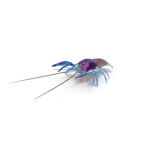 Florida Crayfish PNG & PSD Images