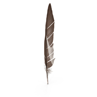 Gull Feather PNG & PSD Images