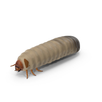 Maggot May Bug PNG & PSD Images