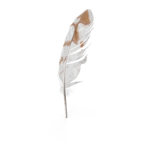 Pheasant Feather PNG & PSD Images