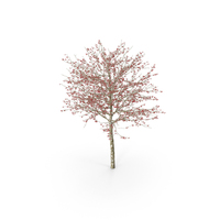 Winter Cockpur Hawthorn Small With Berries PNG & PSD Images