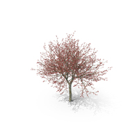 Winter Cockpur Hawthorn With Berries PNG & PSD Images