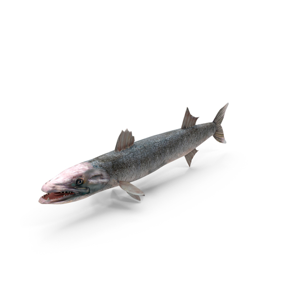 Barracuda PNG & PSD Images