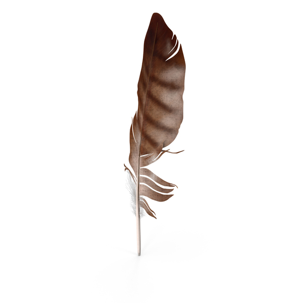 Eagle Feather PNG & PSD Images