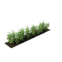Vegetable Patch PNG & PSD Images