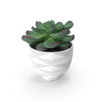 Potted Succulent Plant With Thick Fleshy Leaves PNG & PSD Images