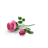 Rose Pink on Floor PNG & PSD Images