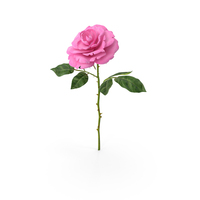 Rose Pink PNG & PSD Images