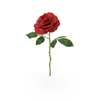 Rose Red PNG & PSD Images