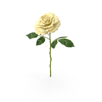 Rose Yellow PNG & PSD Images