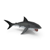 Great White Shark Attack PNG & PSD Images
