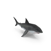 Great White Shark PNG & PSD Images