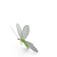 Green Lacewing in Flight Fur PNG & PSD Images
