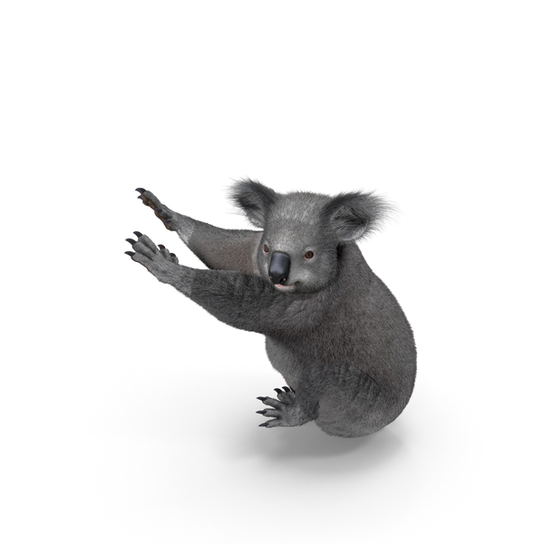 Koala Seated Pose Fur PNG & PSD Images