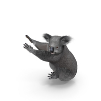 Koala Seated Pose Fur PNG & PSD Images