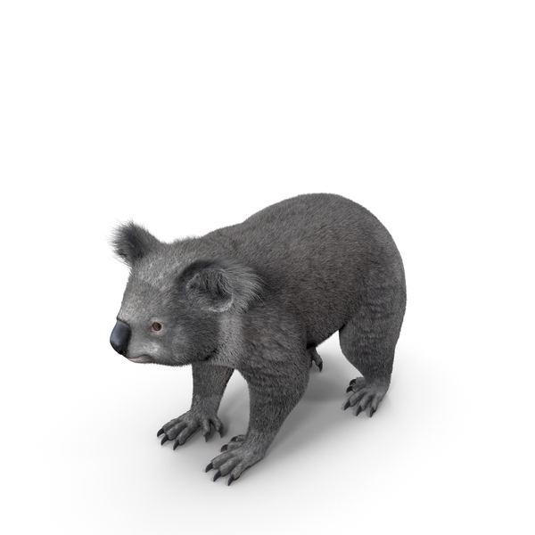 Australian Koala Fur PNG & PSD Images
