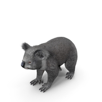 Australian Koala Fur PNG & PSD Images
