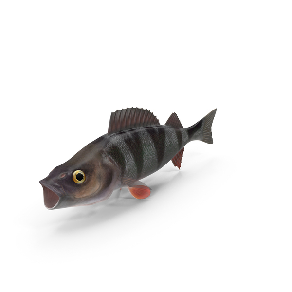 Perca Fluviatilis PNG & PSD Images