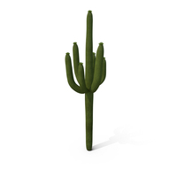 Mexican Cactus PNG & PSD Images