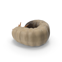 Maggot May Bug Curled PNG & PSD Images