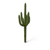 Carnegiea Gigantea Fur PNG & PSD Images