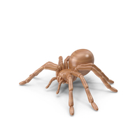 Spider Wood PNG & PSD Images