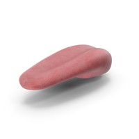 Human Tongue Anatomy PNG & PSD Images