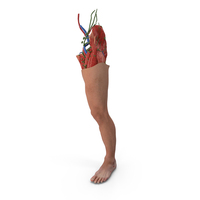 Realistic Leg Anatomy Male PNG & PSD Images