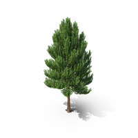 Tree Spring PNG & PSD Images