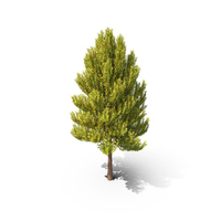 Tree Summer PNG & PSD Images