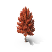 Tree Autumn PNG & PSD Images