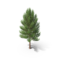 Tree PNG & PSD Images
