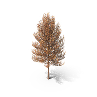 Tree Dried Leaves PNG & PSD Images