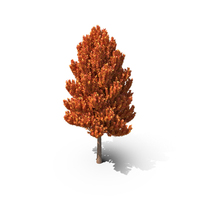 Tree Autumn PNG & PSD Images