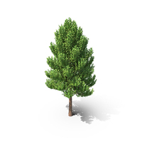 Tree PNG & PSD Images